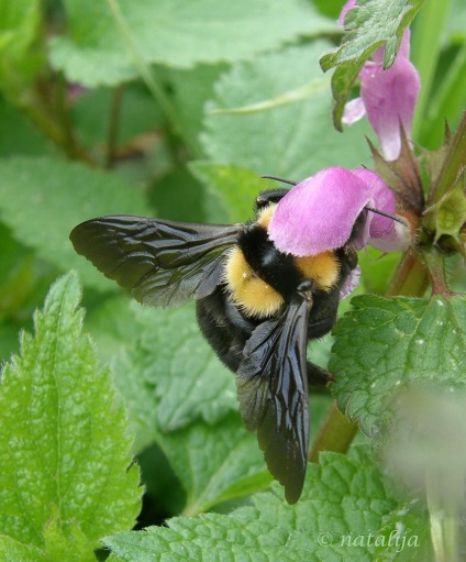 Shmeli vagy árokásás (Bombus)