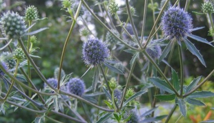 Sinegrass, idei frumoase pentru grădină