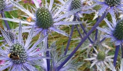 Sinegrass, idei frumoase pentru grădină