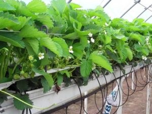 Sistemul hidroponic, care permite cultivarea legumelor fără pământ