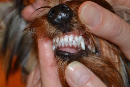Schimbarea dinților la un câine