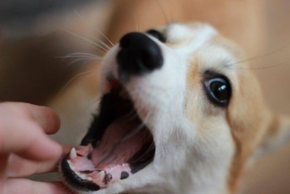 Schimbarea dinților la un câine