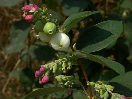 Snowy-fruit (45 fotografii) este numele unui arbust cu bile albe pe care faceți clic, otrăvitor, comestibil