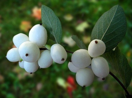 Snowy-fruit (45 fotografii) este numele unui arbust cu bile albe pe care faceți clic, otrăvitor, comestibil
