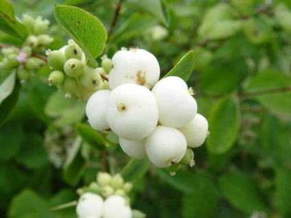 Snowy-fruit (45 fotografii) este numele unui arbust cu bile albe pe care faceți clic, otrăvitor, comestibil