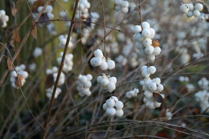 Snowy-fruit (45 fotografii) este numele unui arbust cu bile albe pe care faceți clic, otrăvitor, comestibil