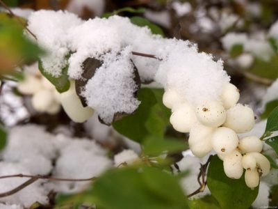 Albul de zăpadă este o otravă albă sau nu o plantă