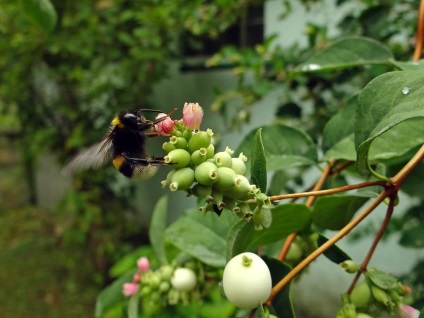 Imagini și specii de fructe cu zăpadă, plantarea și îngrijirea unui tufiș