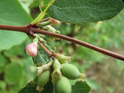 Imagini și specii de fructe cu zăpadă, plantarea și îngrijirea unui tufiș