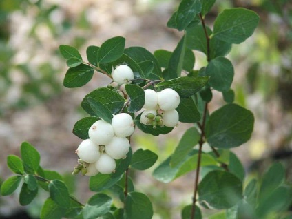 Snowberry fotók és fajok ültetése és gondozása a bokor