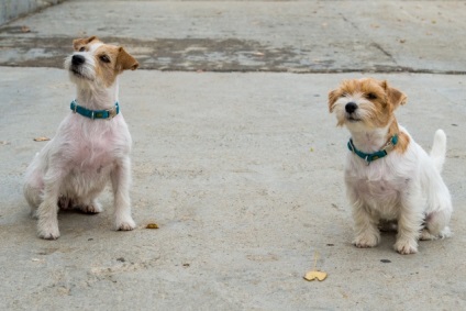 Îndepărteazăm masca caracteristicilor lui Jack Russell Terrier