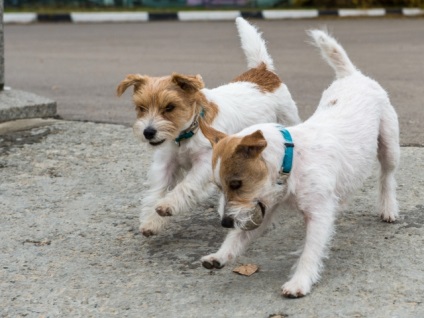 Îndepărteazăm masca caracteristicilor lui Jack Russell Terrier