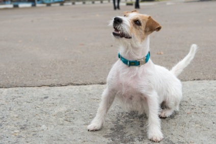 Îndepărteazăm masca caracteristicilor lui Jack Russell Terrier