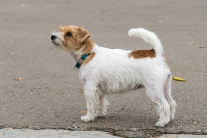 Îndepărteazăm masca caracteristicilor lui Jack Russell Terrier