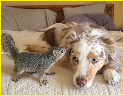 Un câine numit calli și veveriță stewart