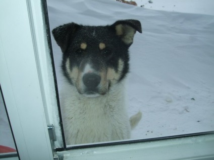 Arctic Dogs