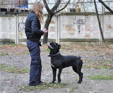 Kutyák a ruhában, jó kezekben