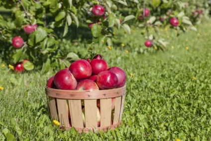 Varietate de mere Mackintosh Descrierea soiului, beneficiile și prejudiciul, regulile de plantare și de îngrijire, recoltare și depozitare