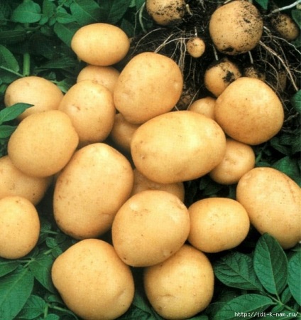 Sfaturi pentru cultivarea cartofilor