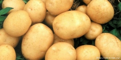 Sfaturi pentru cultivarea cartofilor
