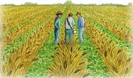 Megőrizze és növelje a gyakorlati kukorica, rizs, búza