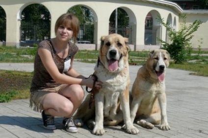 Câine ciobănesc din Asia Centrală - Câine - Stil de viață