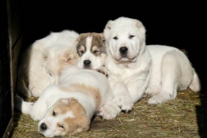 Câine ciobănesc din Asia Centrală - Câine - Stil de viață