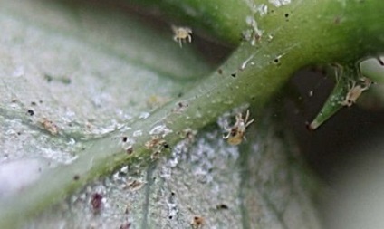 Remediu pentru sparanghel pe plante de interior