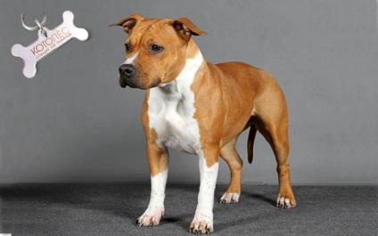 Staffordshire Terrier - descrierea rasei, caracterul, selecția catelului