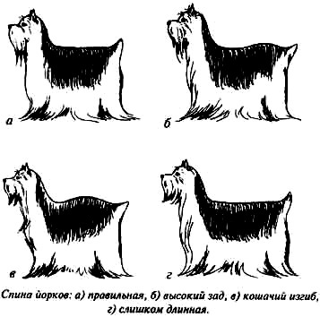 A fajta standard yorkshire terrier, yorkshire terrier, Beaver, Biro