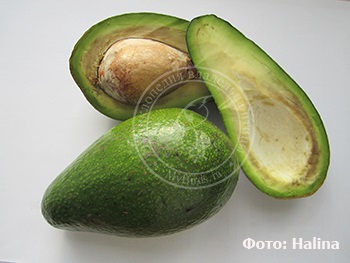 Toxicitatea avocado pentru papagali - Enciclopedia proprietarului unei pasari