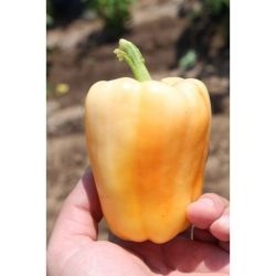 Tomato chibli f1 (chibli f1), cumpăra semințe de tomate chibli f1 syngenta hollandia, magazin internet 10