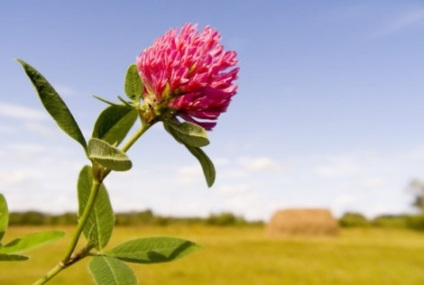 Herb cyanosis albastru proprietăți medicinale, utilizare, contraindicații - preparare tinctură _