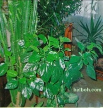 Plantele tropicale în design