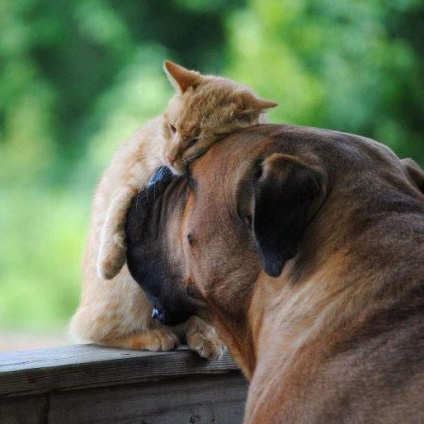 A tudósok azt mondta, hogy miért a kutyák és a macskák szeretik megveregeti a fejét, hírek