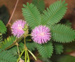 Amuzant Orhidee Venus Slipper