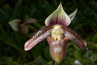 Amuzant Orhidee Venus Slipper