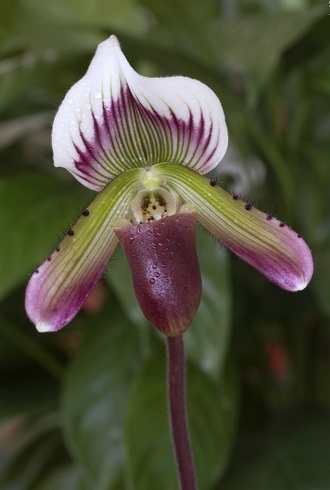 Amuzant Orhidee Venus Slipper