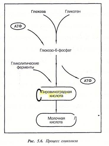 Utilizarea glucozei de către mușchi