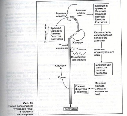 Utilizarea glucozei de către mușchi