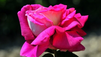 Grija pentru trandafiri în luna august, o revistă online pozitivă