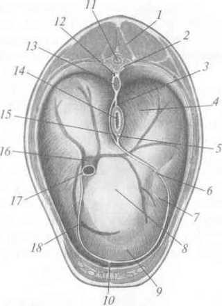 Miscari musculare ale coloanei vertebrale