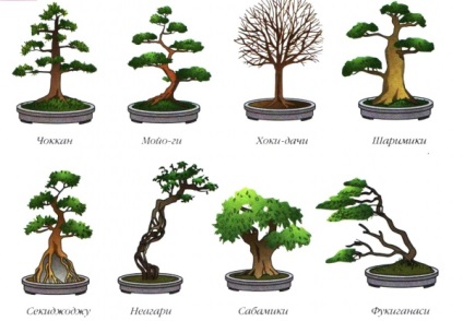 Selecția de bonsai de cameră