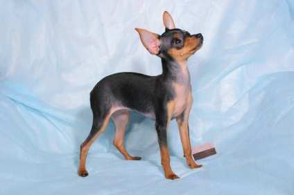 Típusai Toy terrier