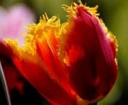 Tulipul vygonka pentru noul an - recomandări practice