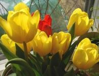 Tulipul vygonka pentru noul an - recomandări practice
