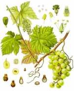 Struguri cultivate - vitis vinifera