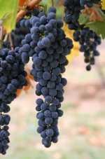 Struguri cultivate - vitis vinifera