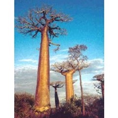 Гроздова дърво tsifostemma Юта (cyphostemma juttae), лавров