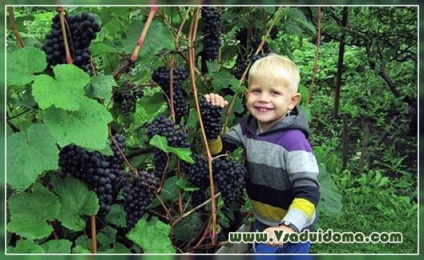 Struguri de memorie dubkovskoy (foto) - cultivarea acestui soi în nord, un site despre gradina, cabana și